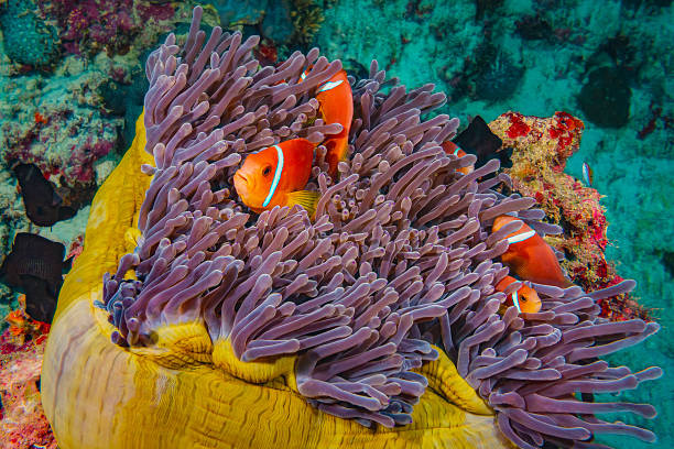 Snorkeling reef fish